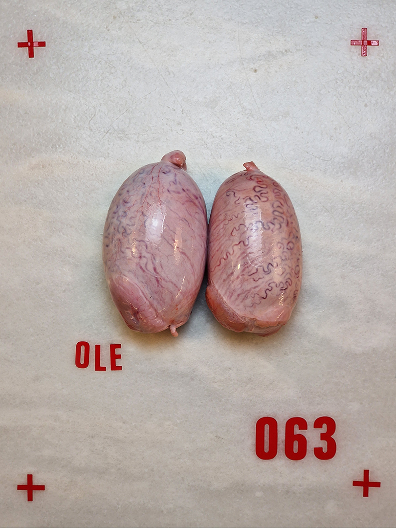 04-TESTICULOS
