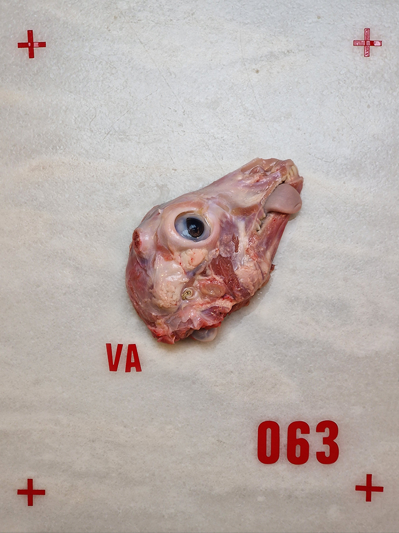 05-CABEZA