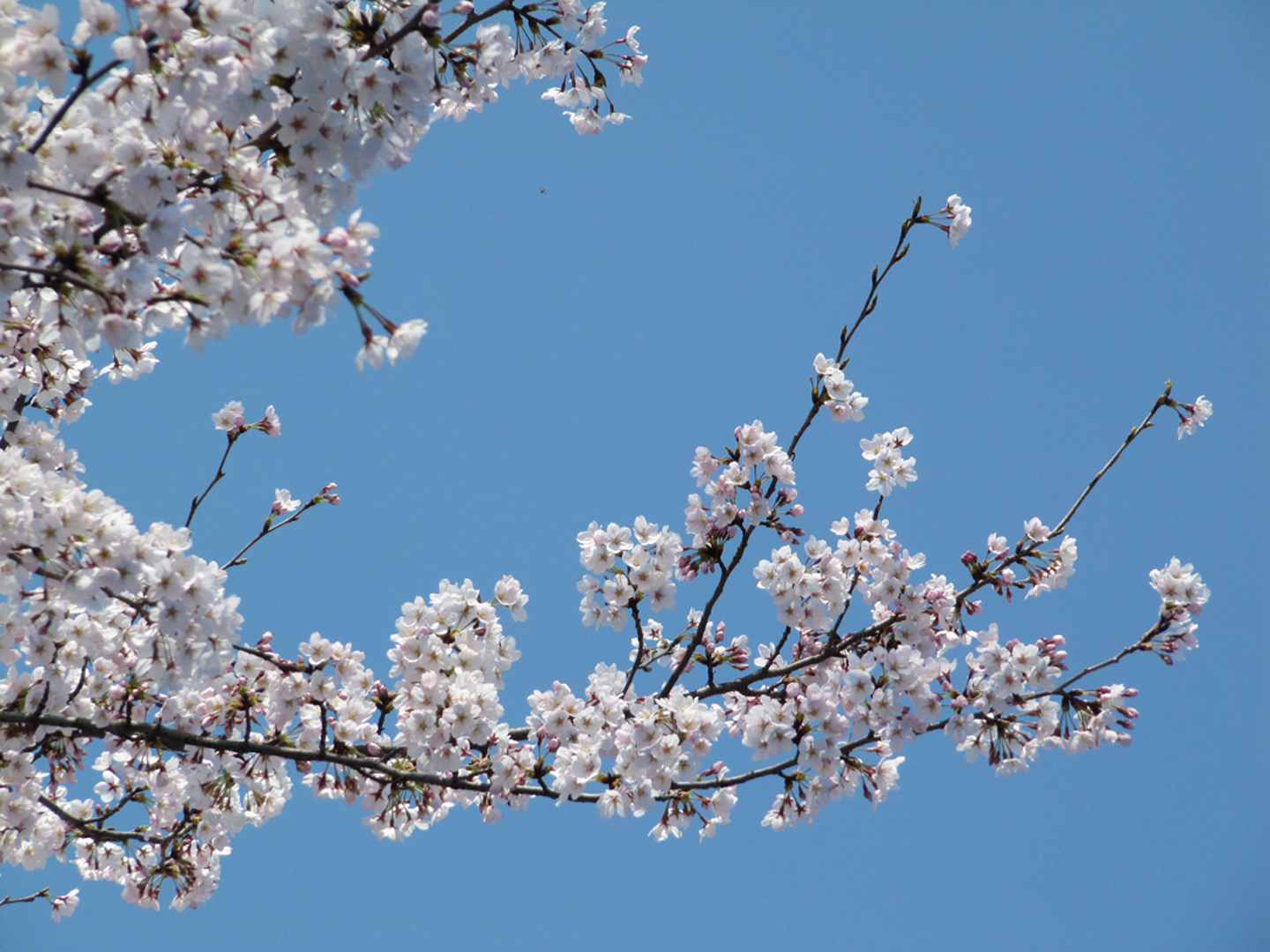 ROSA-05-CHERRY BLOSSOM